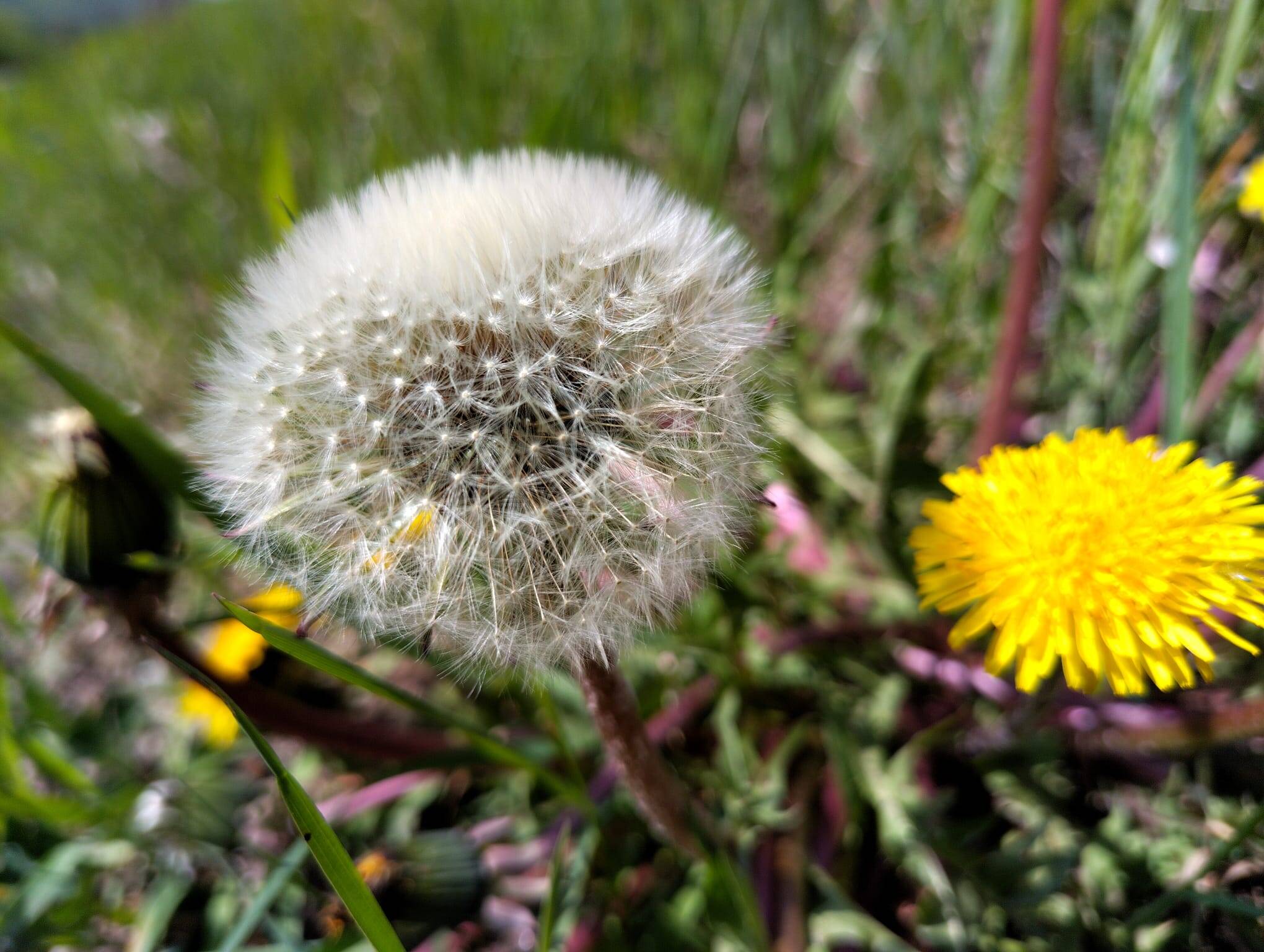 Sommergruss - Pusteblume Foto: oknoll